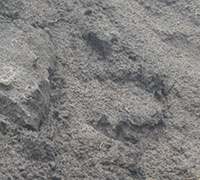 Black Dirt